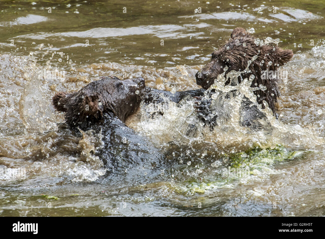Zwei verspielte Braunbär (Ursus Arctos) jungen Spaß im Teich durch Spritzwasser im Frühjahr Stockfoto