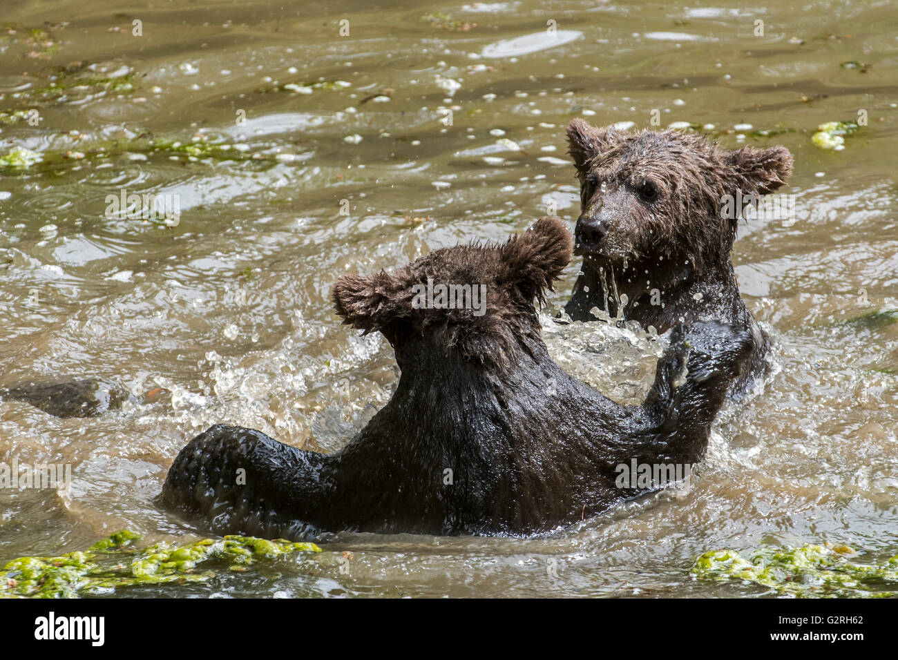 Zwei verspielte Braunbär (Ursus Arctos) jungen Spaß durch Playfighting im Wasser des Sees im Frühjahr Stockfoto