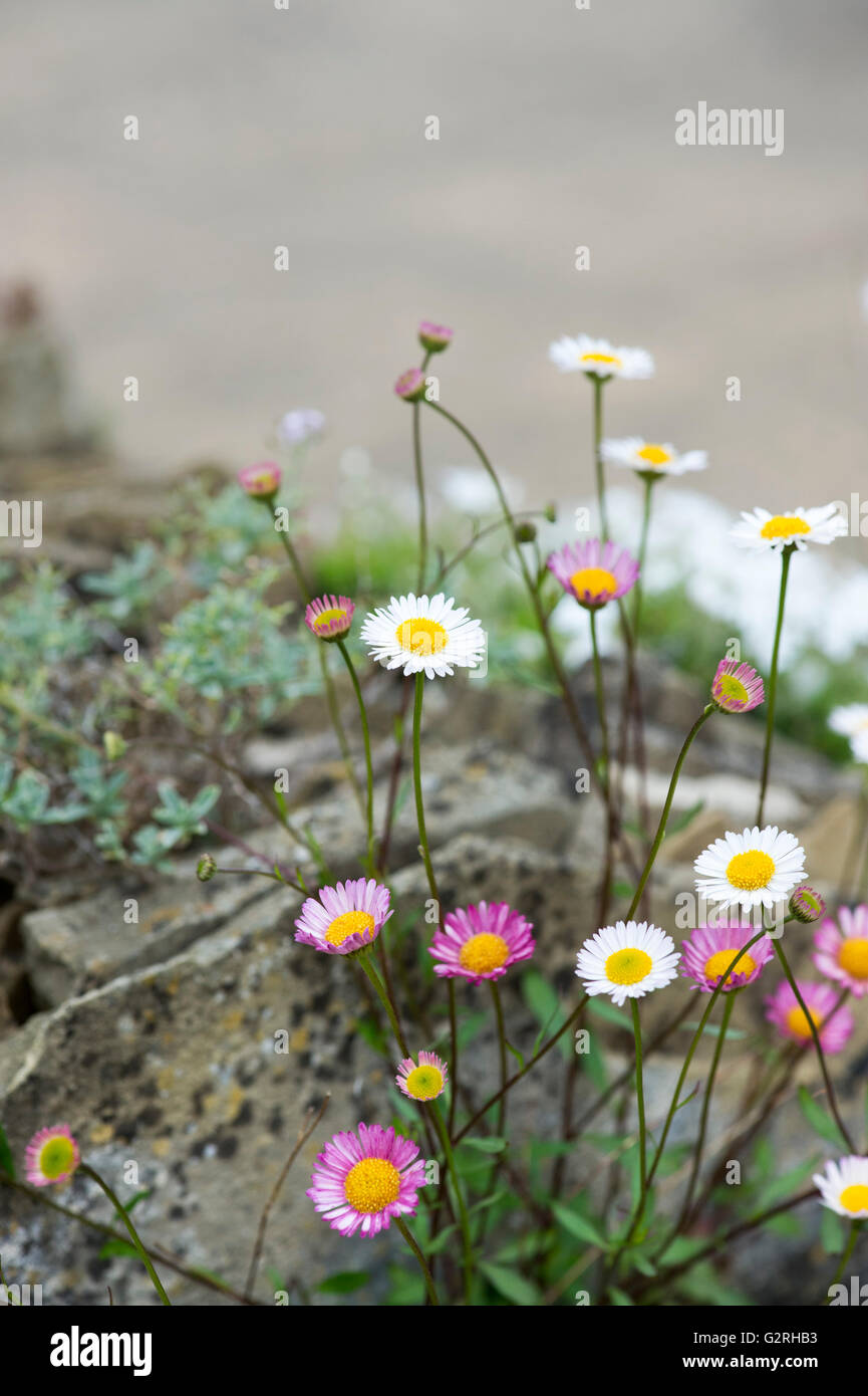 Erigeron Karvinskianus. Blumen-Berufkraut Gänseblümchen Stockfoto