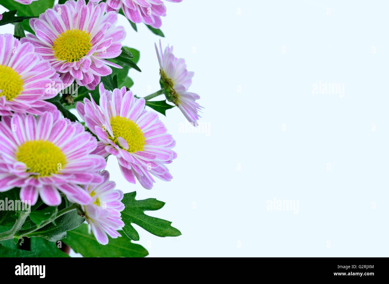 Blumen auf blauem Hintergrund Stockfoto