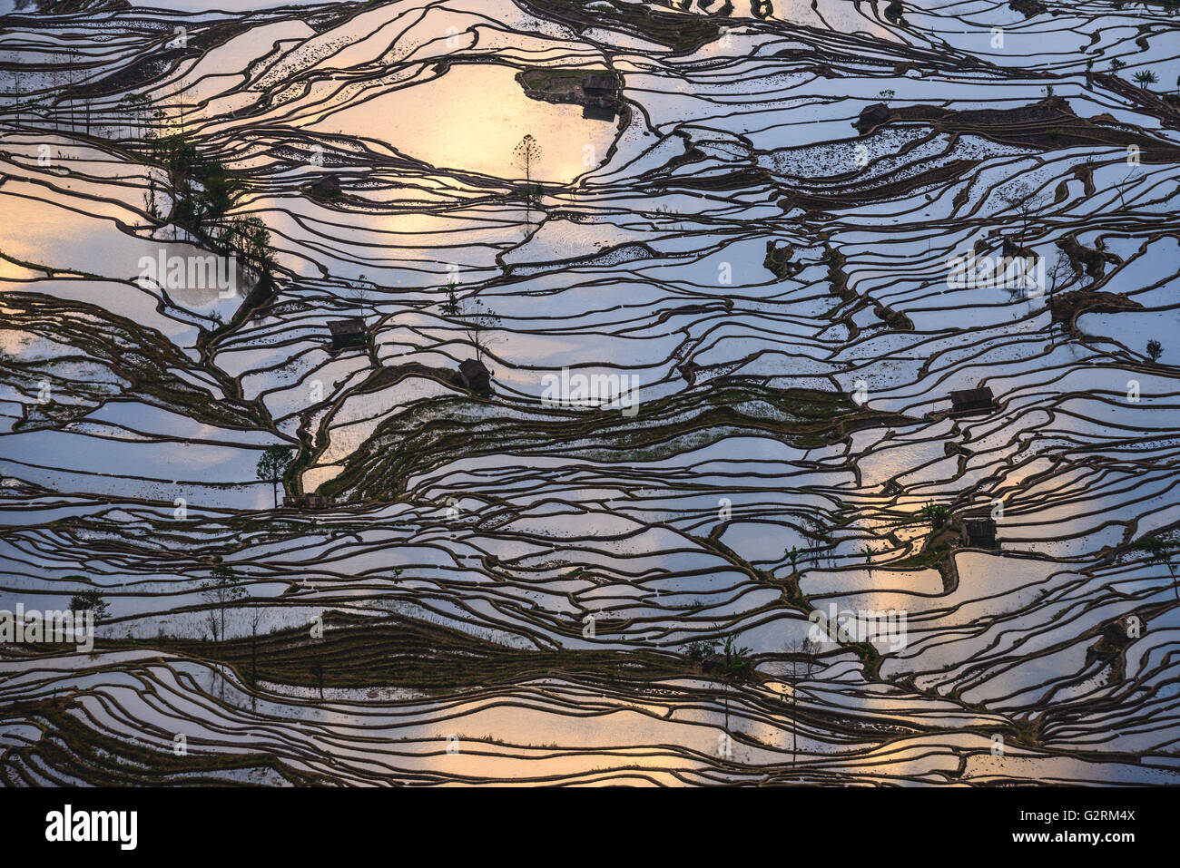 Sonnenuntergang Reflexionen über Reisfelder in Yuanyang, China Stockfoto