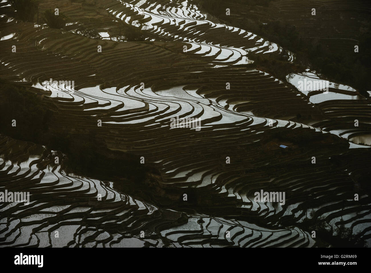 Hügel von Reisterrassen in Yuanyang, China Stockfoto