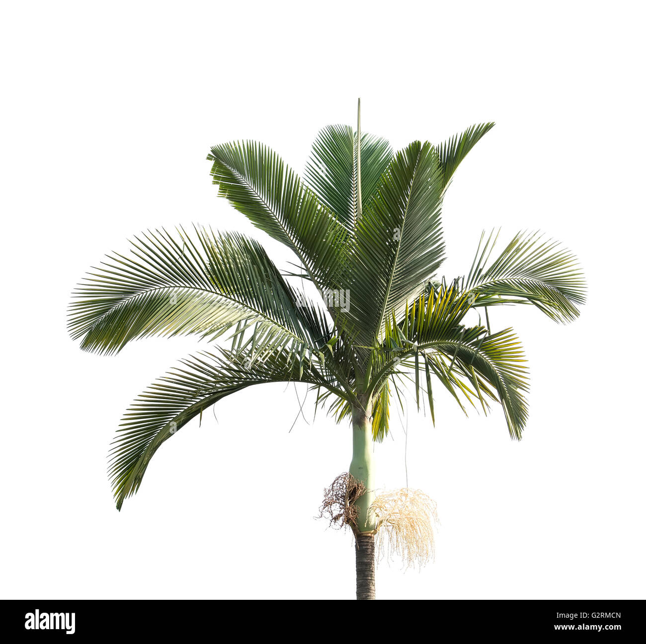 Palm Tree auf weißem Hintergrund Stockfoto