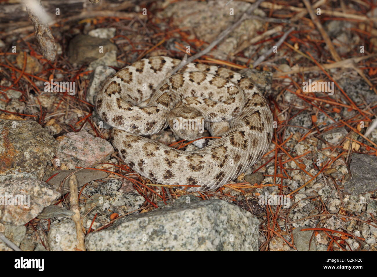 Santa Catalina Rattleless Klapperschlange Crotalus catalinensis Stockfoto
