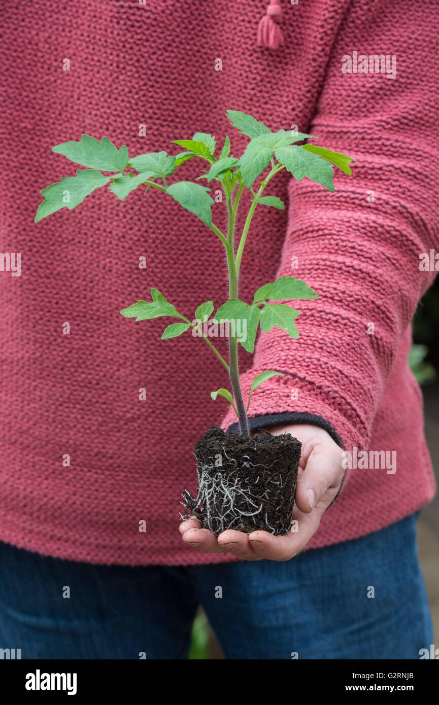 Solanum Lycopersicum. Gärtner halten eine Tomatenpflanze vor dem Umtopfen im Mai aus Samen gezogen. UK Stockfoto