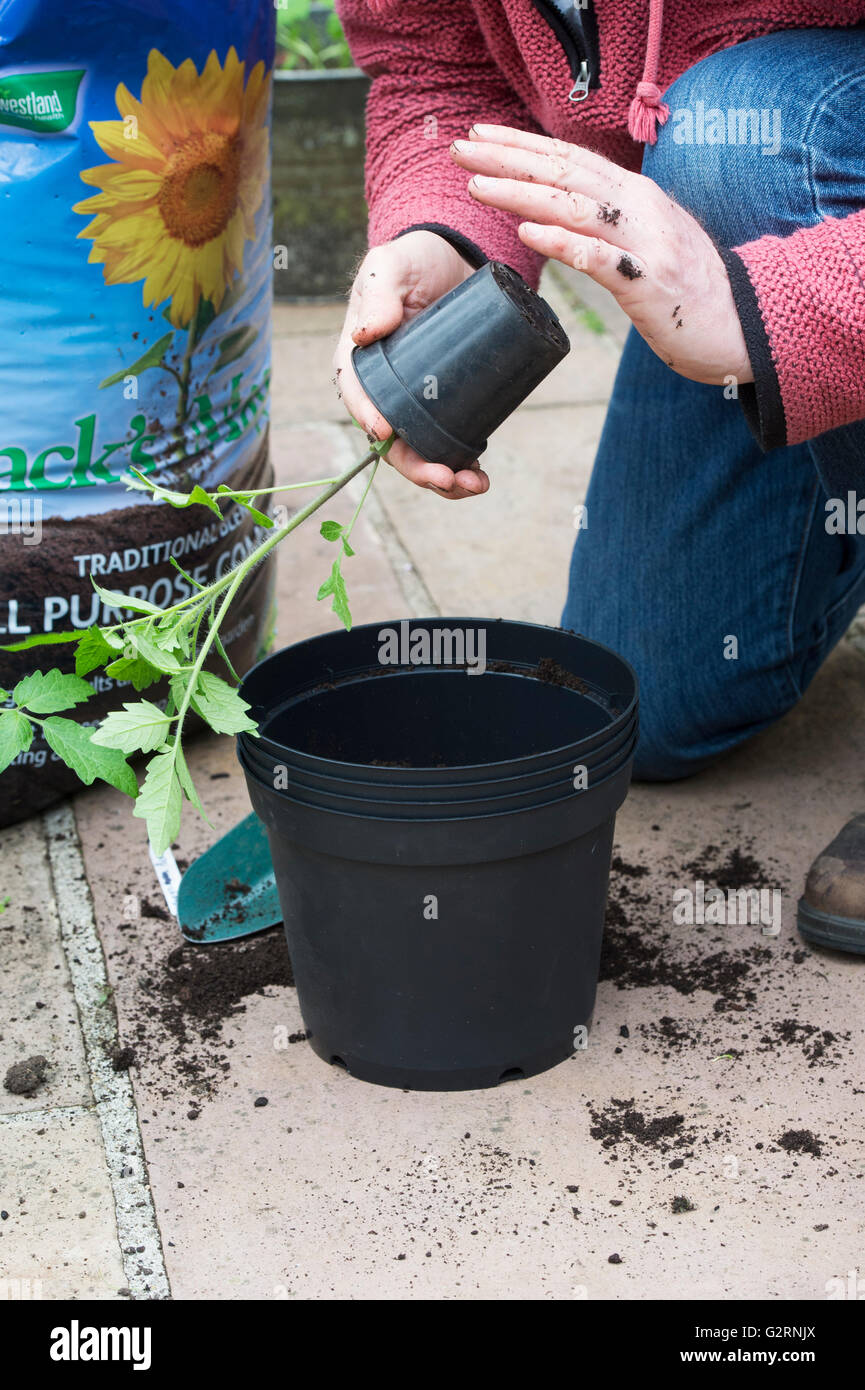 Solanum Lycopersicum. Gärtner Umtopfen Tomatenpflanzen aus Samen gezogen, im Mai. UK Stockfoto
