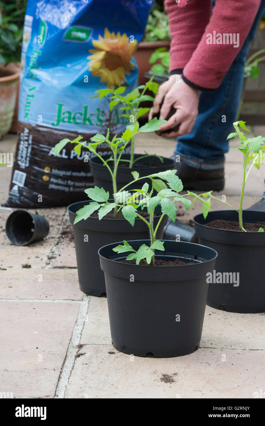 Solanum Lycopersicum. Gärtner Umtopfen Tomatenpflanzen aus Samen gezogen, im Mai. UK Stockfoto