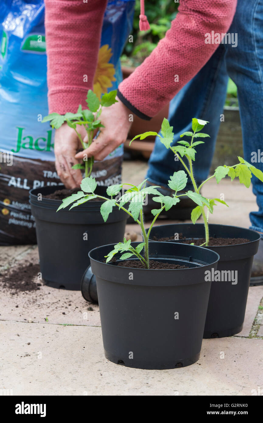 Solanum Lycopersicum. Gärtner Umtopfen Tomatenpflanzen aus Samen gezogen, im Mai. UK Stockfoto
