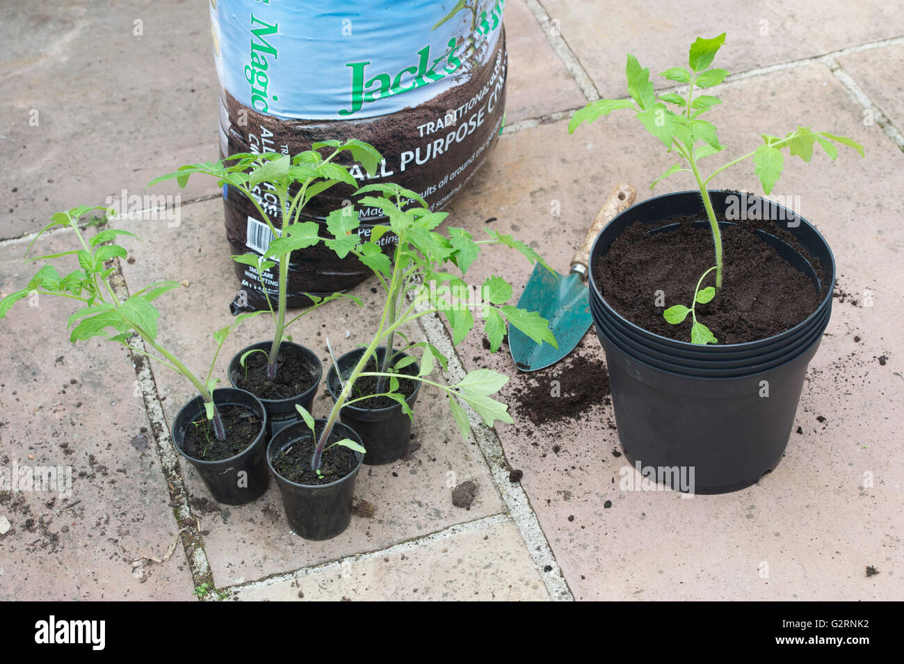 Solanum Lycopersicum. Umtopfen Tomatenpflanzen aus Samen gezogen, im Mai. UK Stockfoto