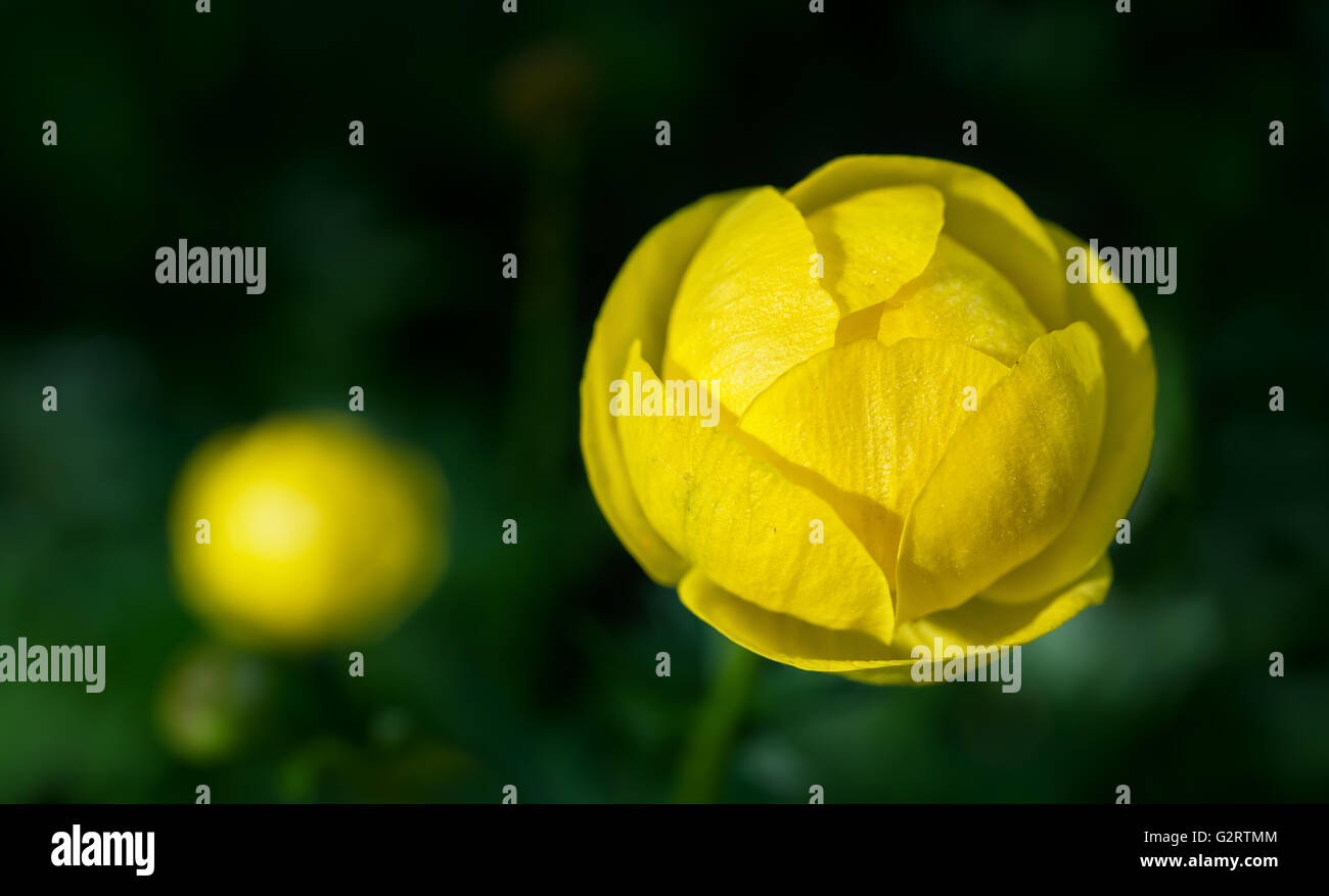 Globus-Blumen (Trollblume Europaeus), ein Dauerbrenner im Garten. Stockfoto