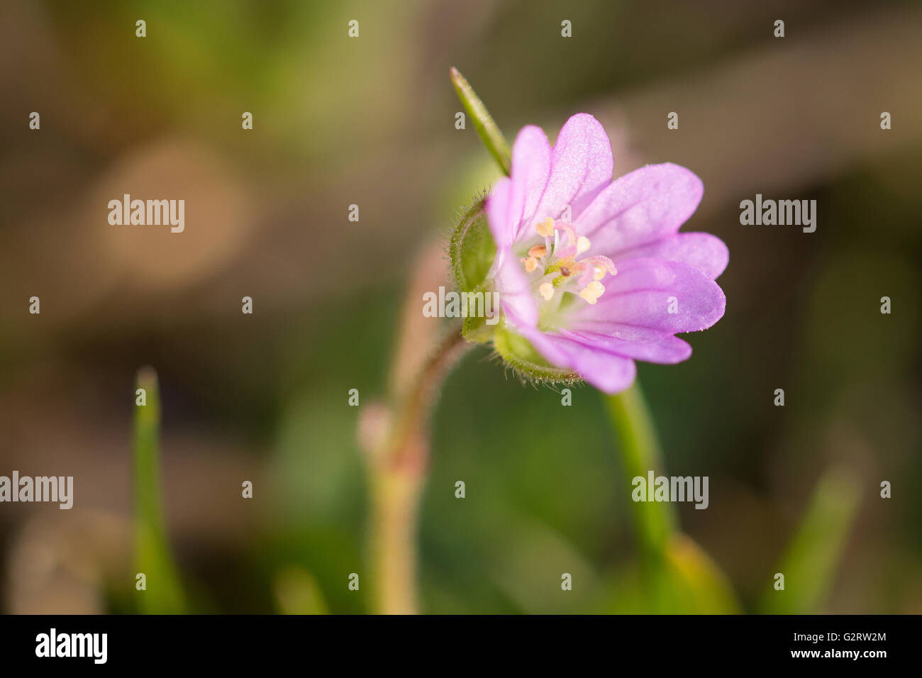 Eine Nahaufnahme einer Dove-Fuß des Krans-Rechnung (Geranium Molle) Blume. Stockfoto