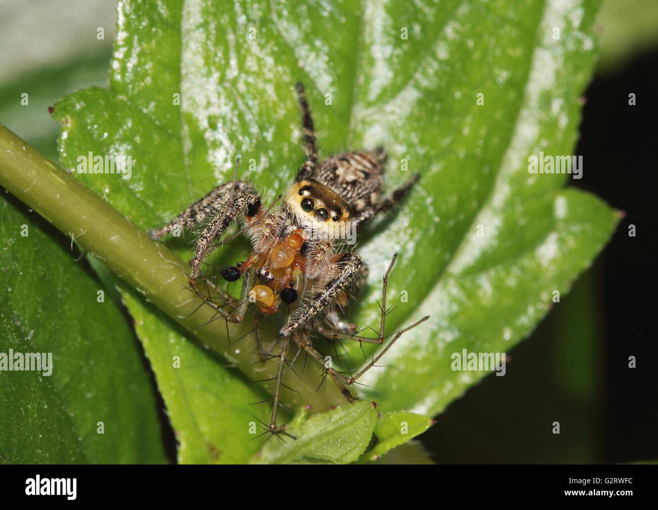 Spinnen Töten Stockfotos und -bilder Kaufen - Alamy