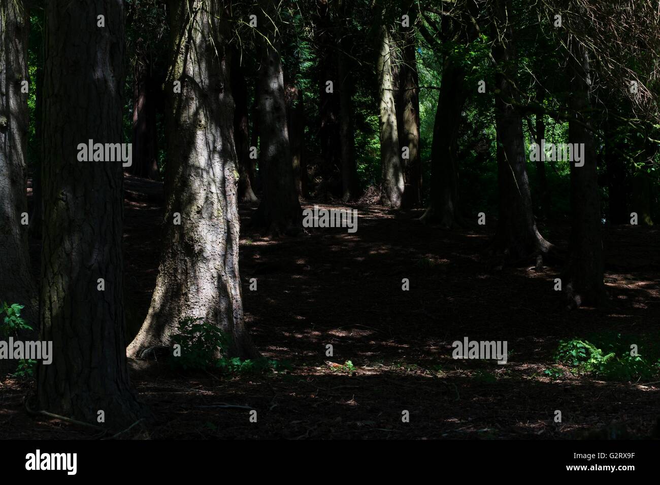 Dunklen Wald mit Licht, das auf Bäume Stockfoto