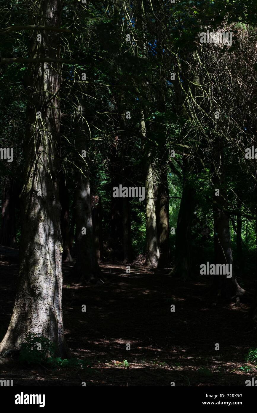 Dunklen Wald mit Licht, das auf Bäume Stockfoto