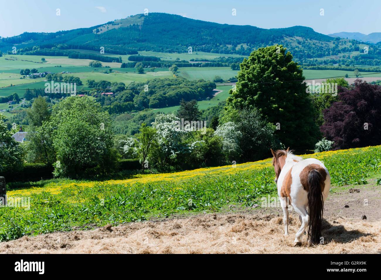 Pferd mit Blick auf den grünen Hügeln von Crieff, Schottland Stockfoto