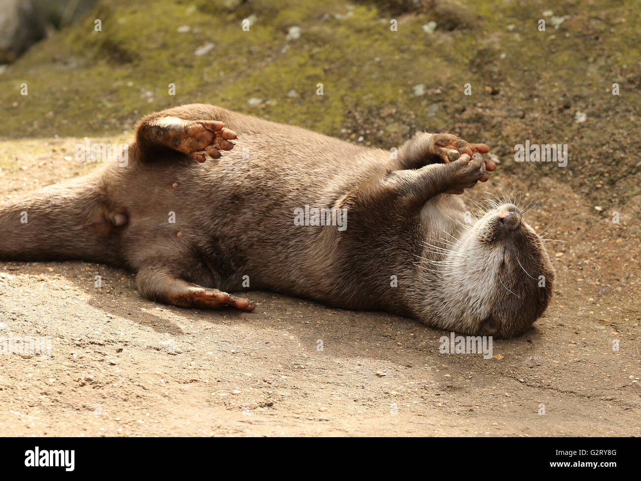 Eine verspielte orientalische kurze krallte Otter mit einem Stein Stockfoto