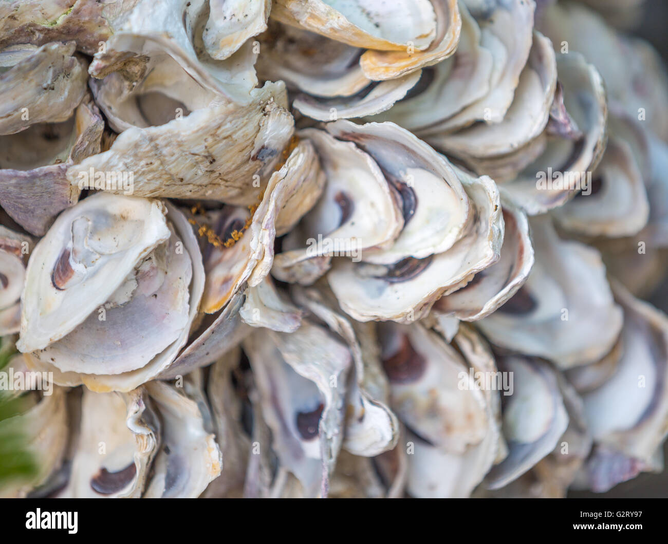 Muschelschalen, viele Muschelschalen, die leer und offen sind Stockfoto