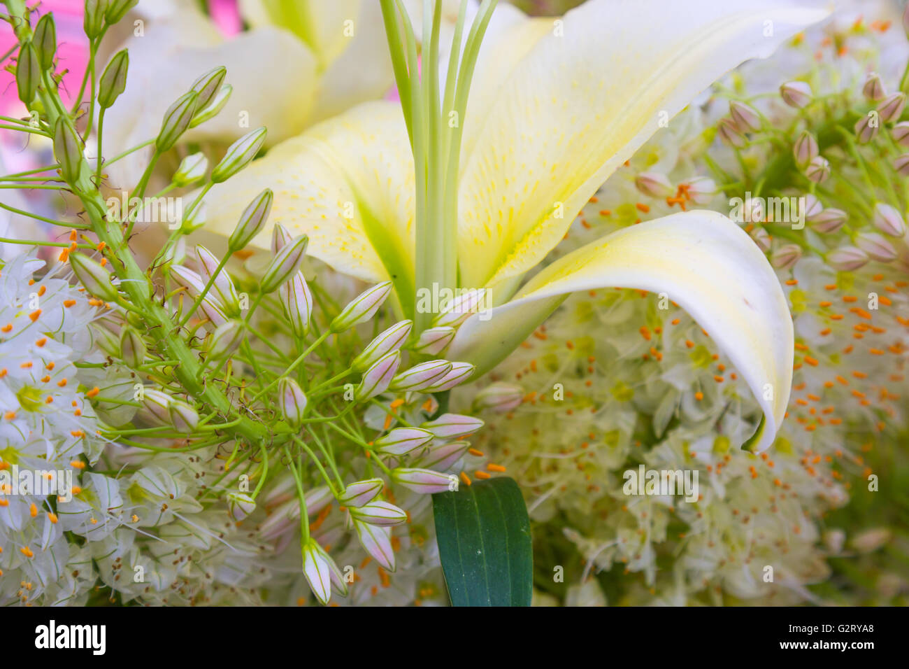frische Schnittblumen in einer Anordnung Stockfoto