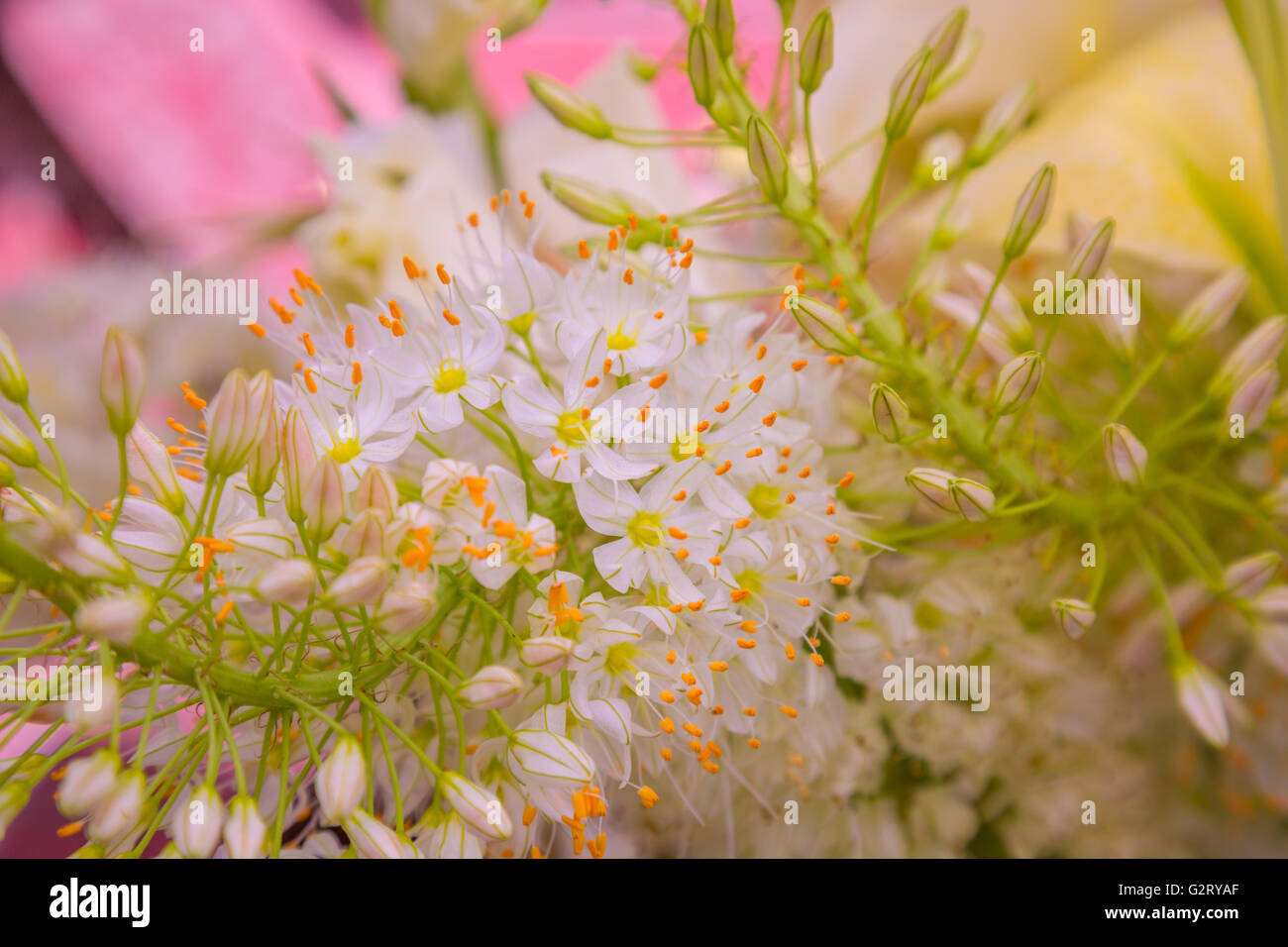 frische Schnittblumen in einer Anordnung Stockfoto