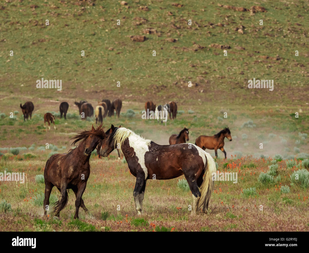 Wilde Pferde kämpfen und butting Köpfe. Stockfoto