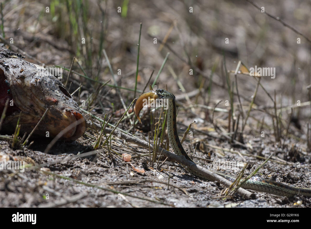 New Mexico Garter Snake, (Thamnophis Sirtalis Dorsalis) Essen Fisch in