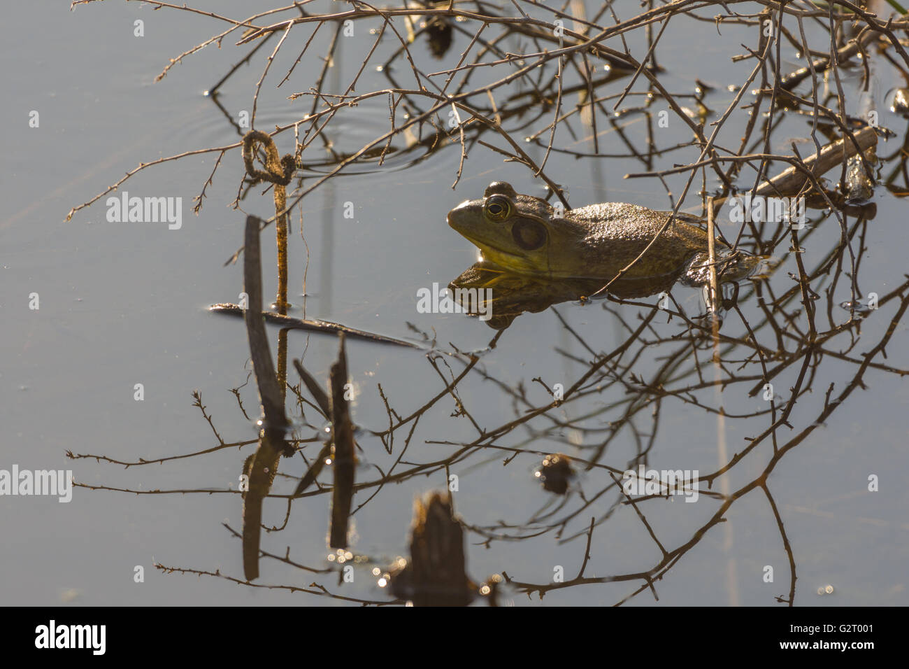 Männlichen amerikanischen Ochsenfrosch, (Lithobates Catesbeianus), Socorro Natur Area, New Mexico, USA. Stockfoto