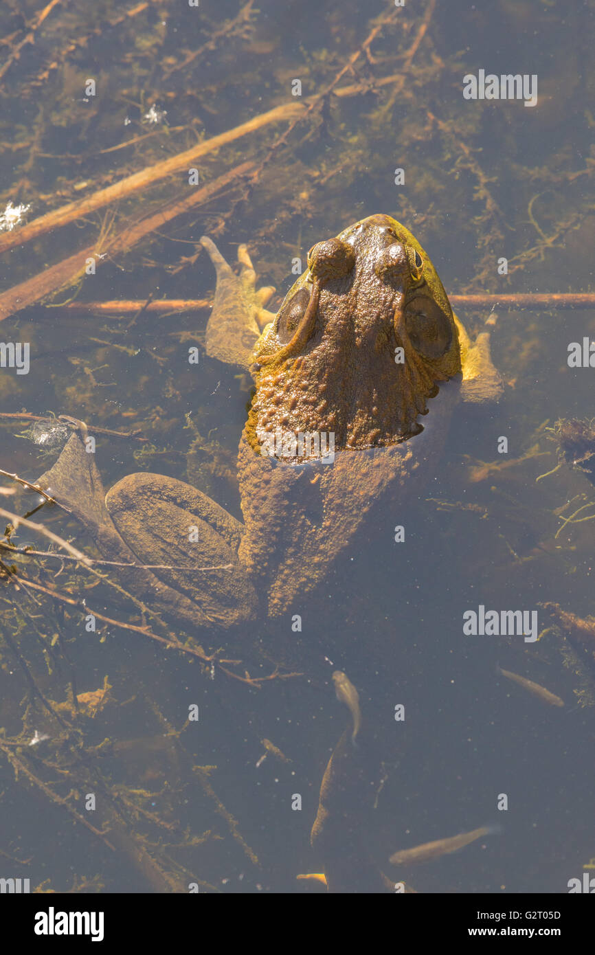 Männlichen amerikanischen Ochsenfrosch, (Lithobates Catesbeianus), Socorro Natur Area, New Mexico, USA. Stockfoto