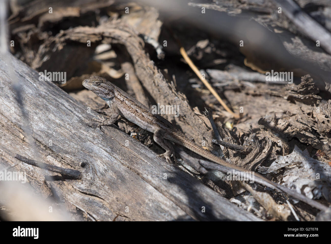 Südwestlichen Zaun-Eidechse, (Sceloporus Cowlesi), Socorro Natur Area, New Mexico, USA. Stockfoto