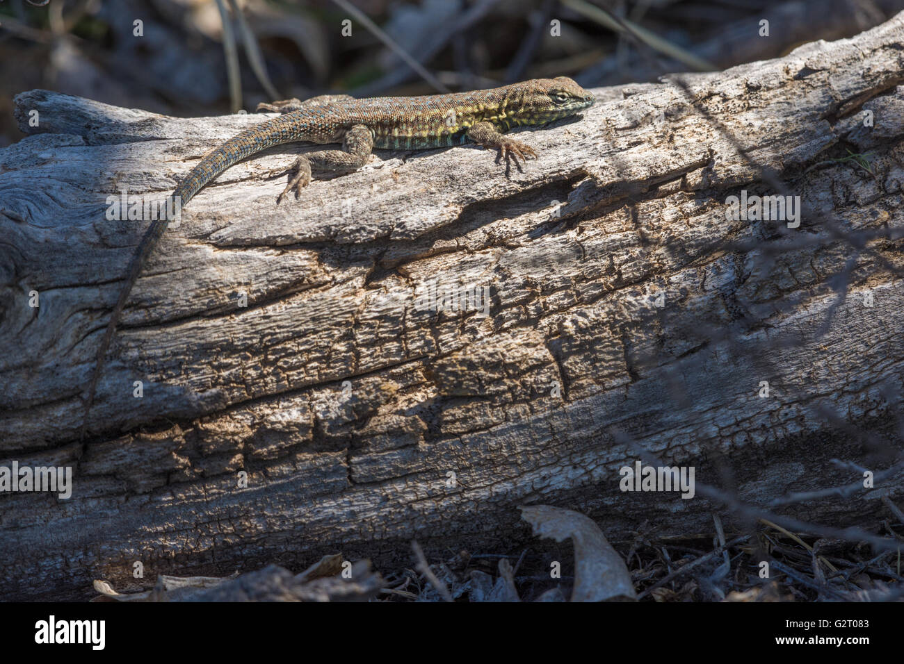 Männliche östlichen Seite-blotched Eidechse, (Uta Stansburiana Stejnegeri), Socorro Natur Area, New Mexico, USA. Stockfoto