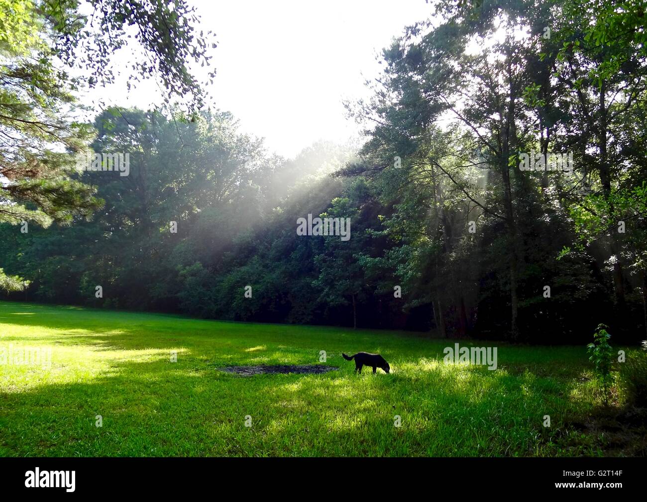 Der Sonne Strahlen durch den Nebel im Wald, an einem sonnigen Sommermorgen. Stockfoto