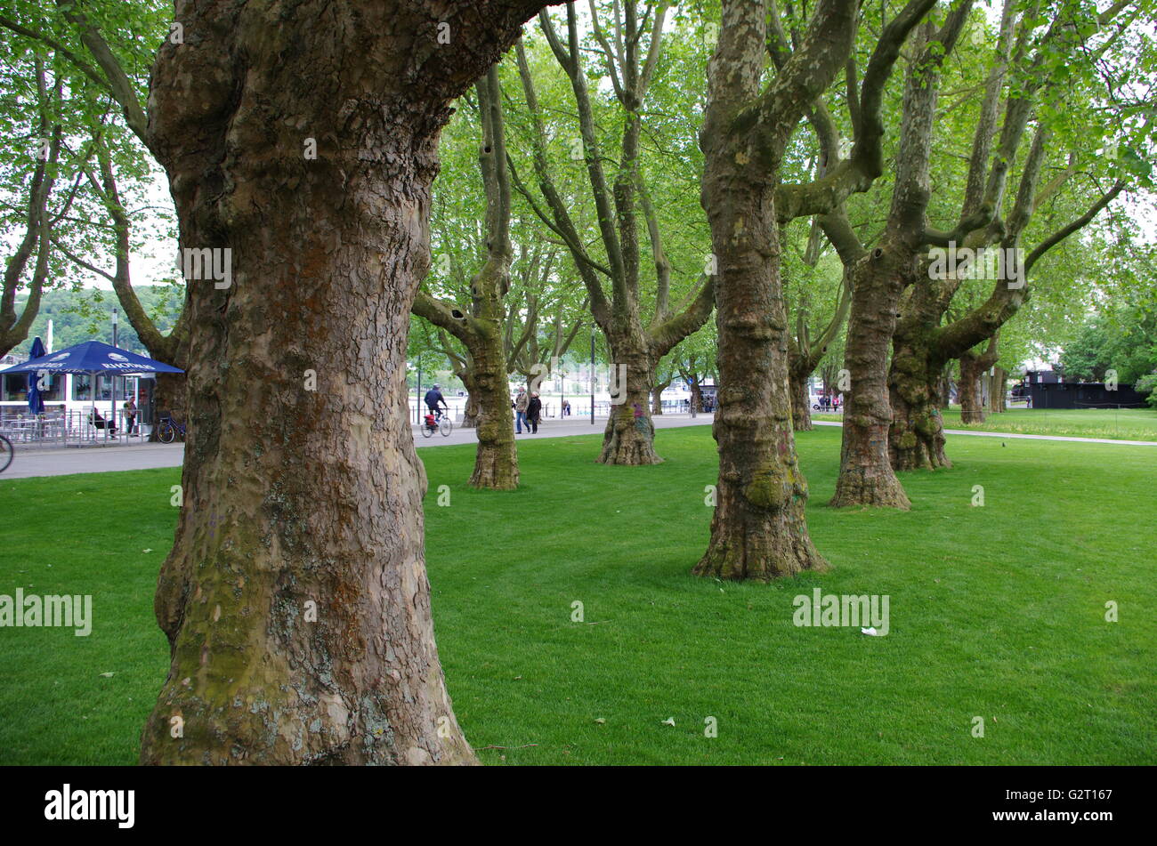 Bäume in einem öffentlichen park Stockfoto