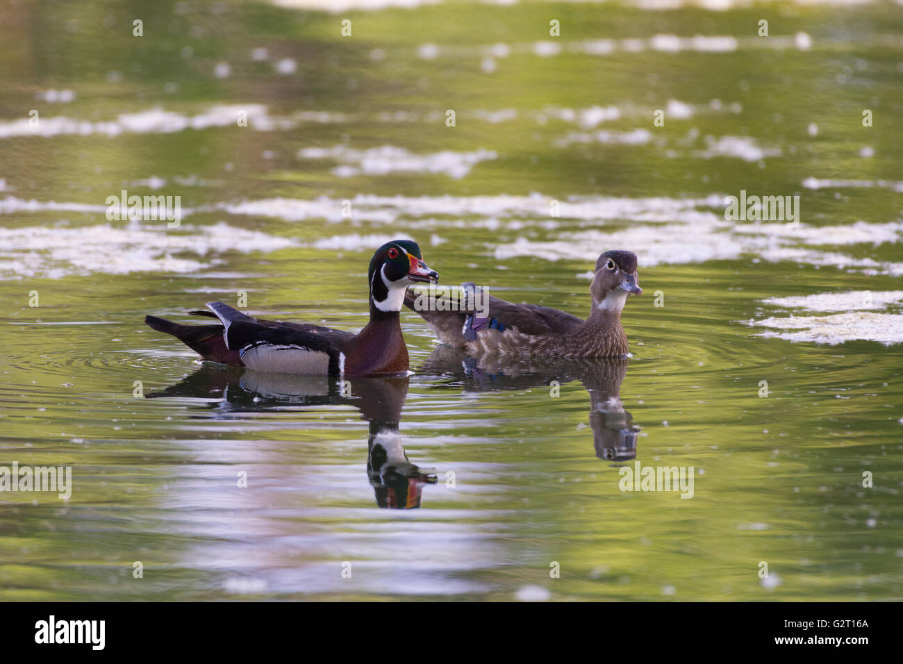 Brautente (Aix Sponsa), paar.   Tingley Beach Wildlife Management Pons, Albuquerque, New Mexico, USA. Stockfoto