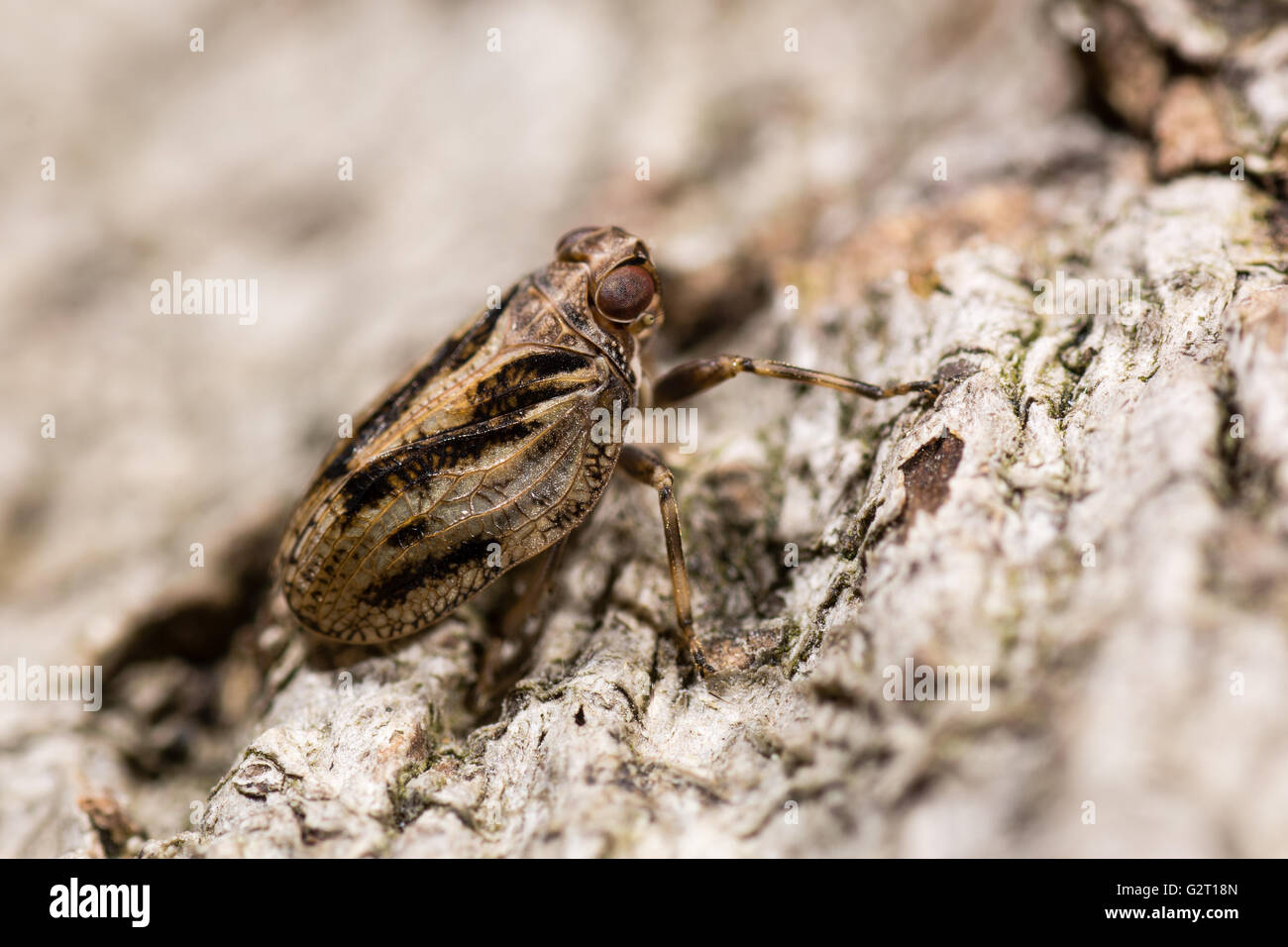 Issos Coleoptratus (Homoptera). Fehler in der Reihenfolge Hemiptera, in der Familie Issidae, mit großen Anzahl von Kreuz-Venen im Flügel Stockfoto