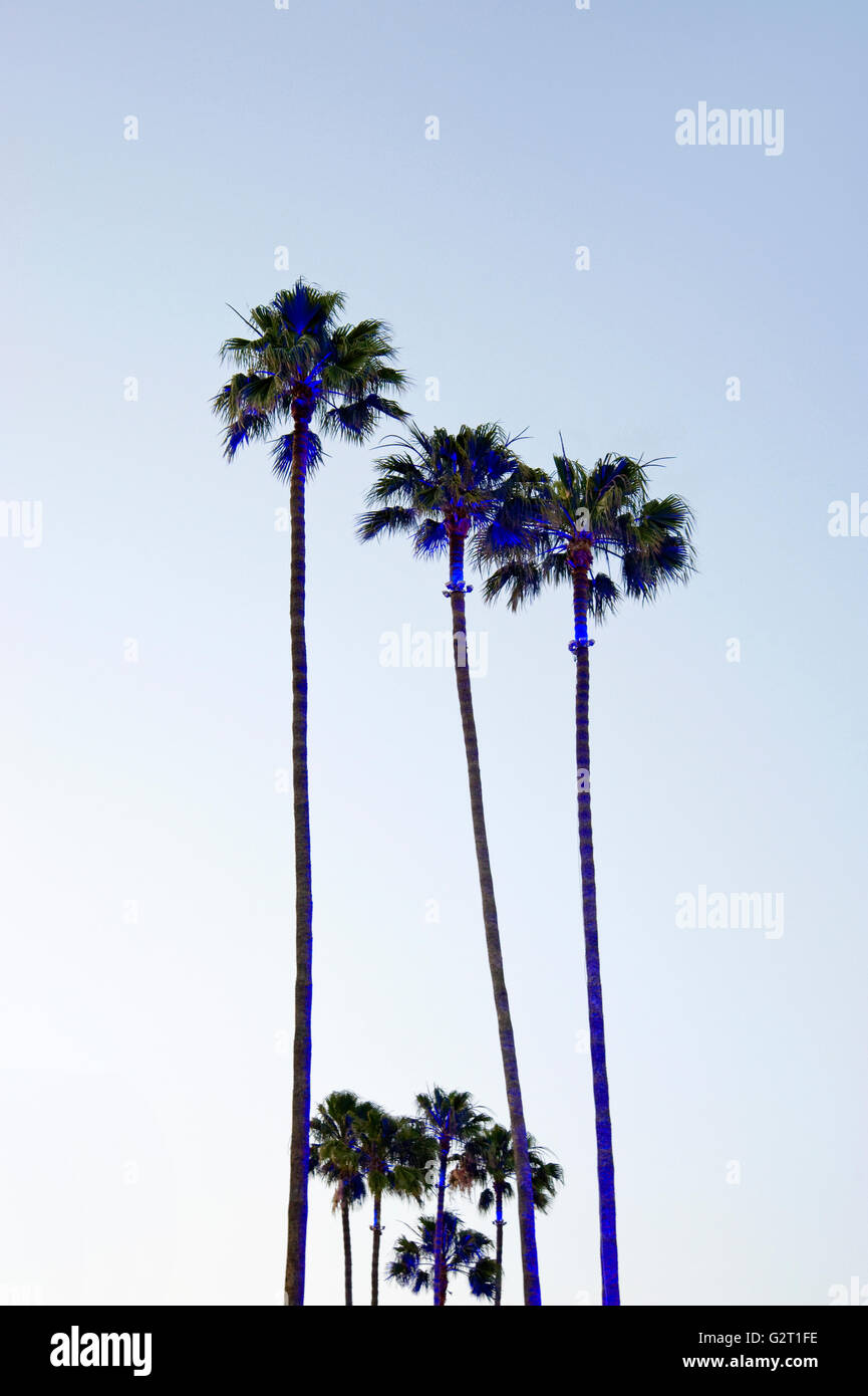 Beleuchteten Palmen in der Abenddämmerung in Los Angeles Stockfoto
