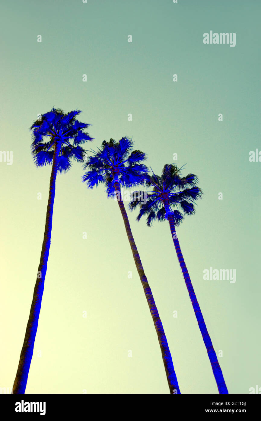 Beleuchteten Palmen in der Abenddämmerung in Los Angeles Stockfoto