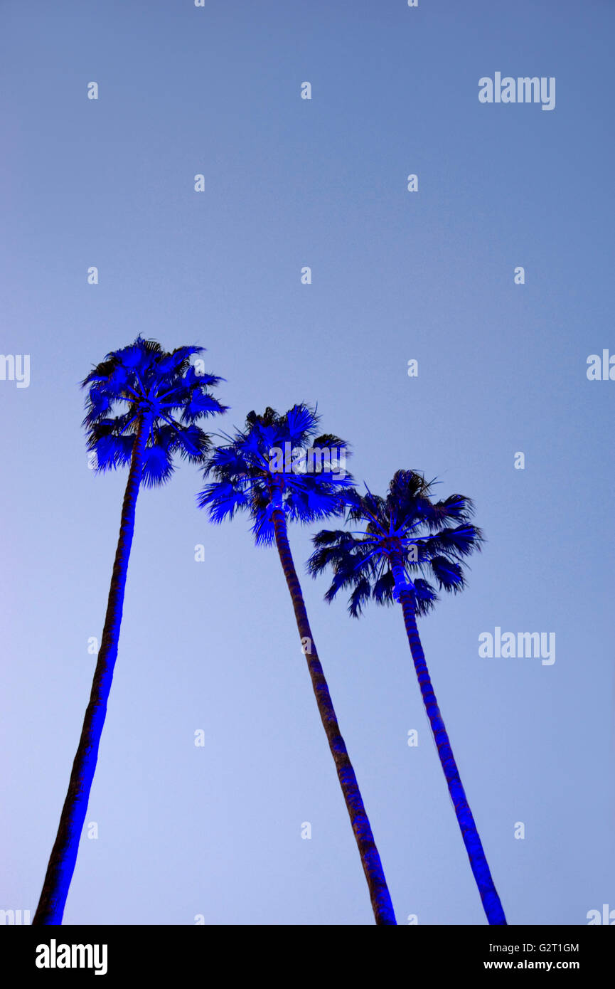 Beleuchteten Palmen in der Abenddämmerung in Los Angeles Stockfoto