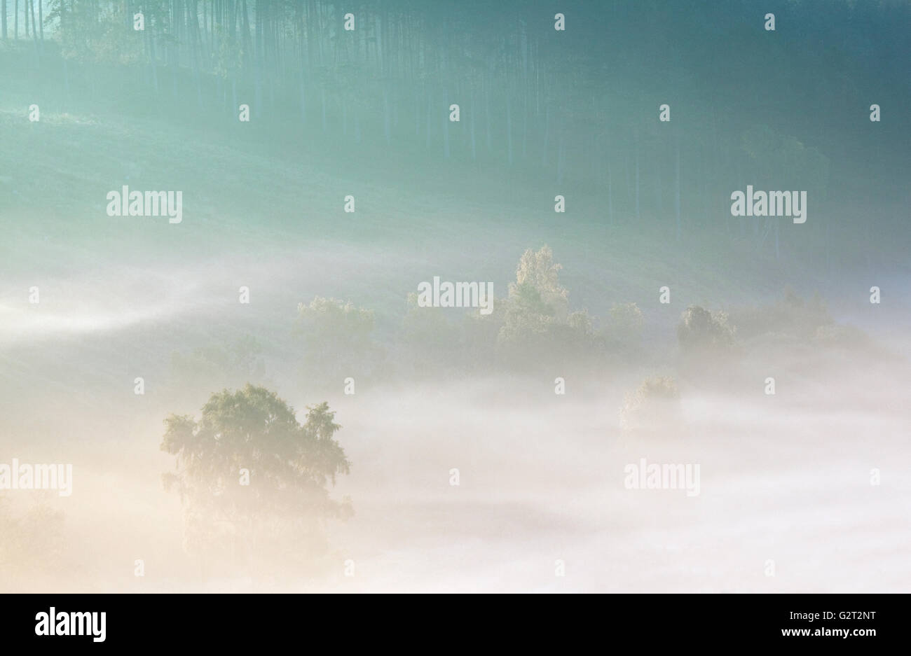 Nebel an den hängen von den sanften Hügeln über Sherbrooke Tal im Herbst auf Cannock Chase AONB Stockfoto