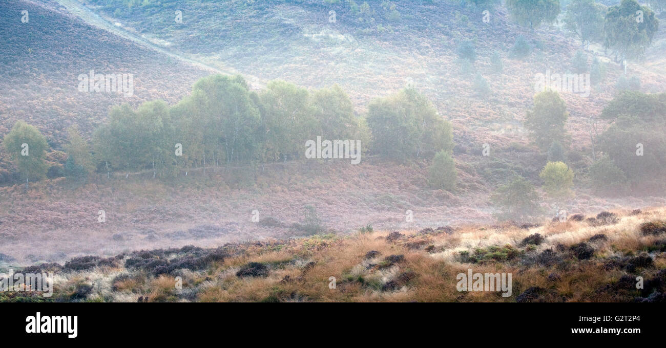 Nebel auf den von Bäumen gesäumten hängen von den sanften Hügeln über Sherbrooke Tal im Herbst auf Cannock Chase AONB Stockfoto