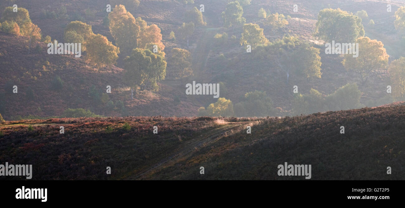 Nebel auf den von Bäumen gesäumten hängen von den sanften Hügeln über Sherbrooke Tal im Herbst auf Cannock Chase AONB Stockfoto