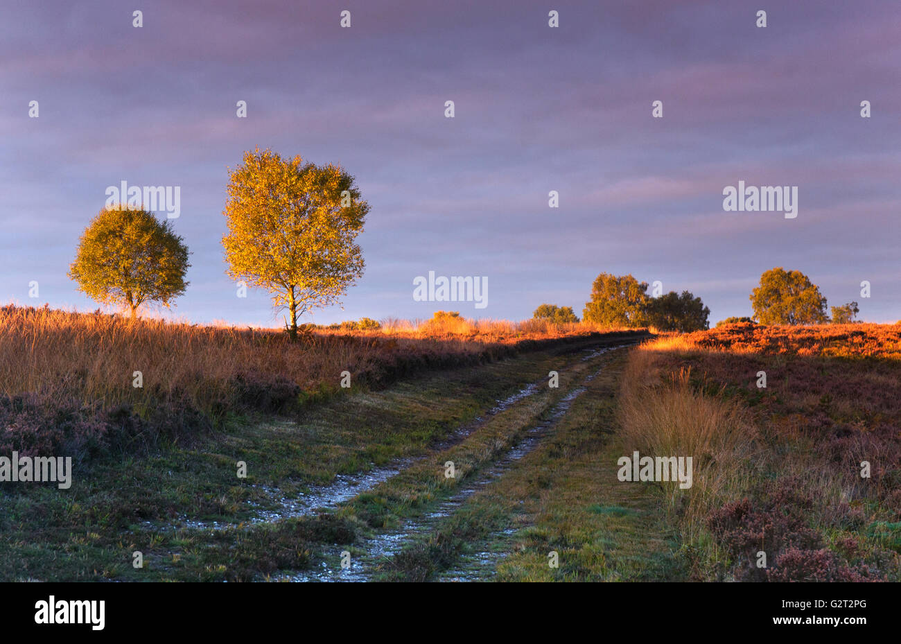 Loipen, kehren aber der wilde Heide Wiese Baden im glorreichen frühen Morgenlicht im Herbst Cannock Chase Stockfoto