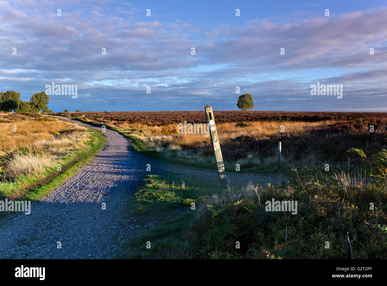 Herz von England Weg und Wegweiser Post über die Heide unter einem wunderschönen blauen Himmel mit saisonalen Farben und Tönungen Stockfoto