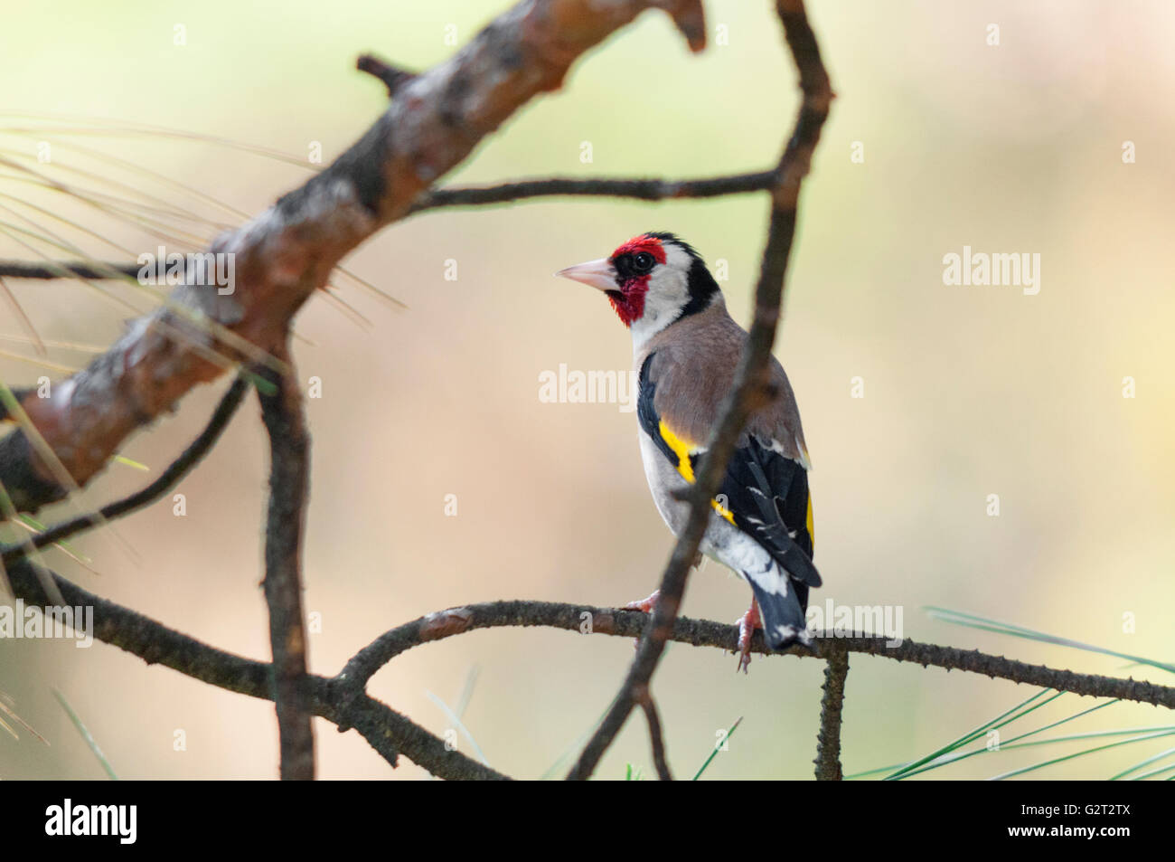 Europäische Stieglitz Männchen auf einem Kiefer-Zweig. Stockfoto