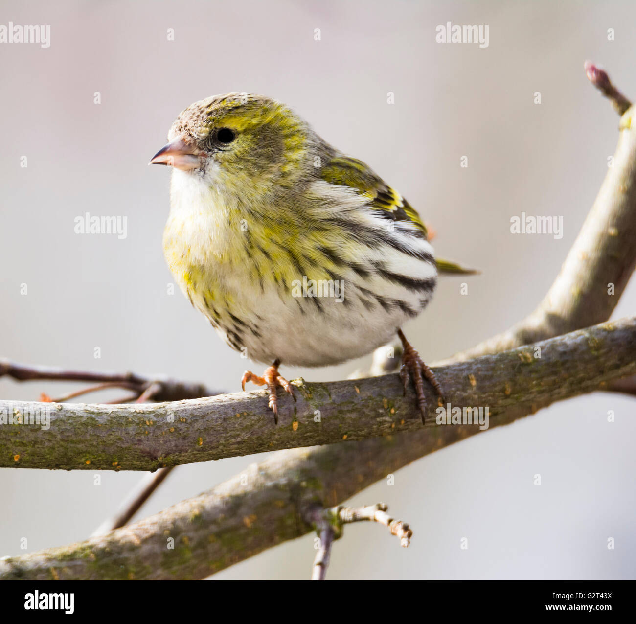 Weibliche Black-headed Stieglitz (Zuchtjahr Spinus) auf dem Ast eines Baumes sitzt Stockfoto