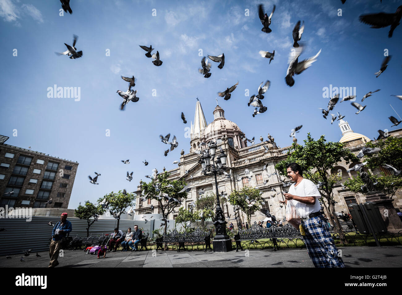 Tauben fliegen in der Nähe von Downtown, der historischen Guadalajara, Jalisco, Mexiko Stockfoto