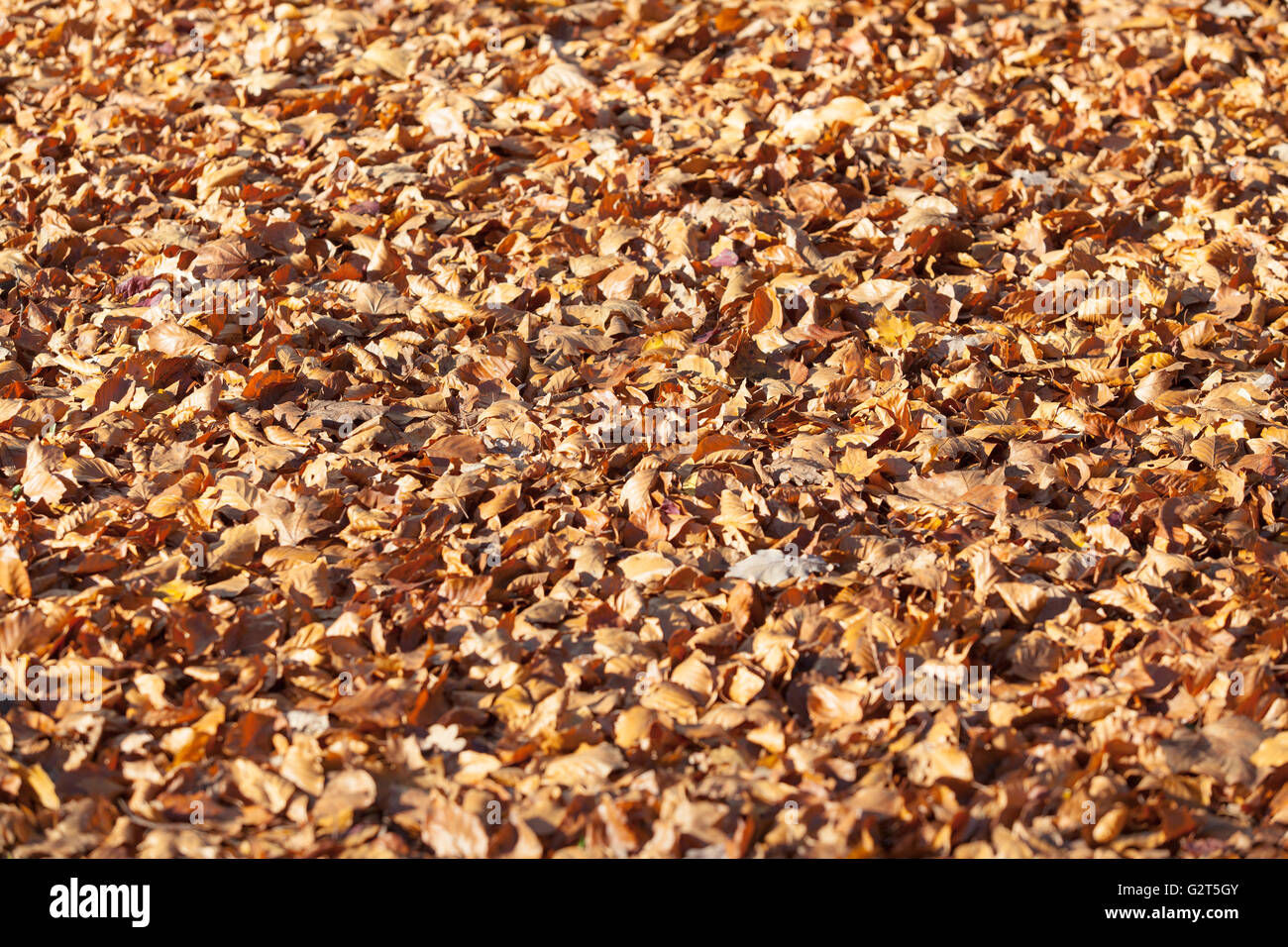 Goldene Blätter im Herbst Stockfoto