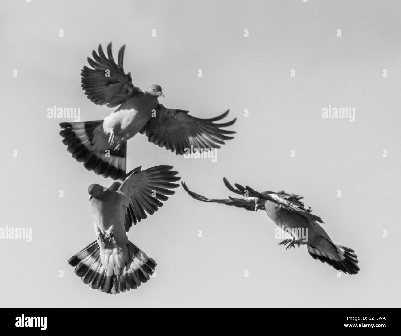 Tauben im Flug Stockfoto