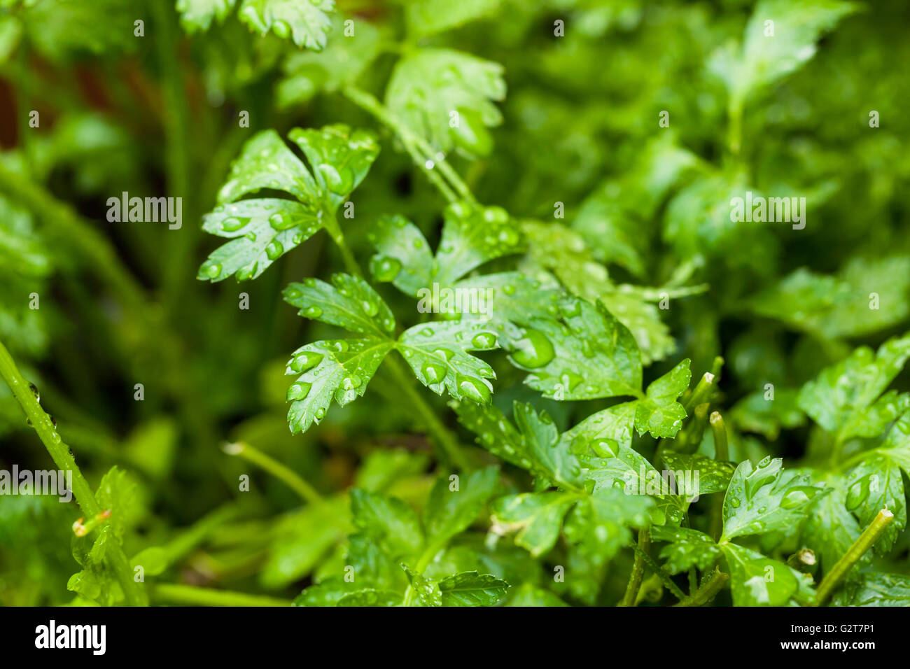 Frische Bio grüne Petersilie im Garten Stockfoto