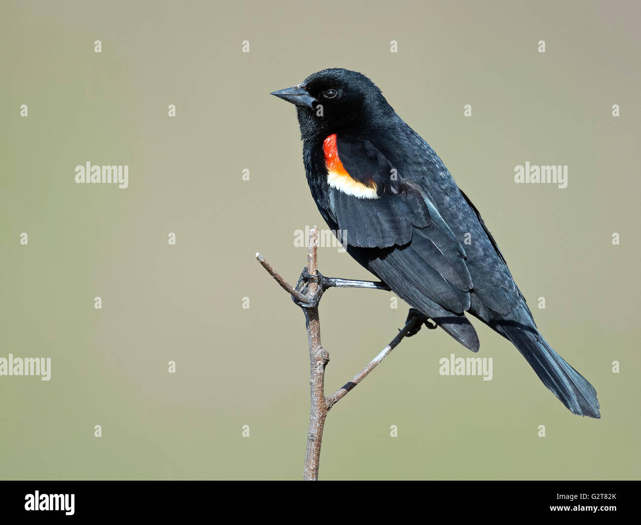 Männliche Rotschulterstärling Stockfoto