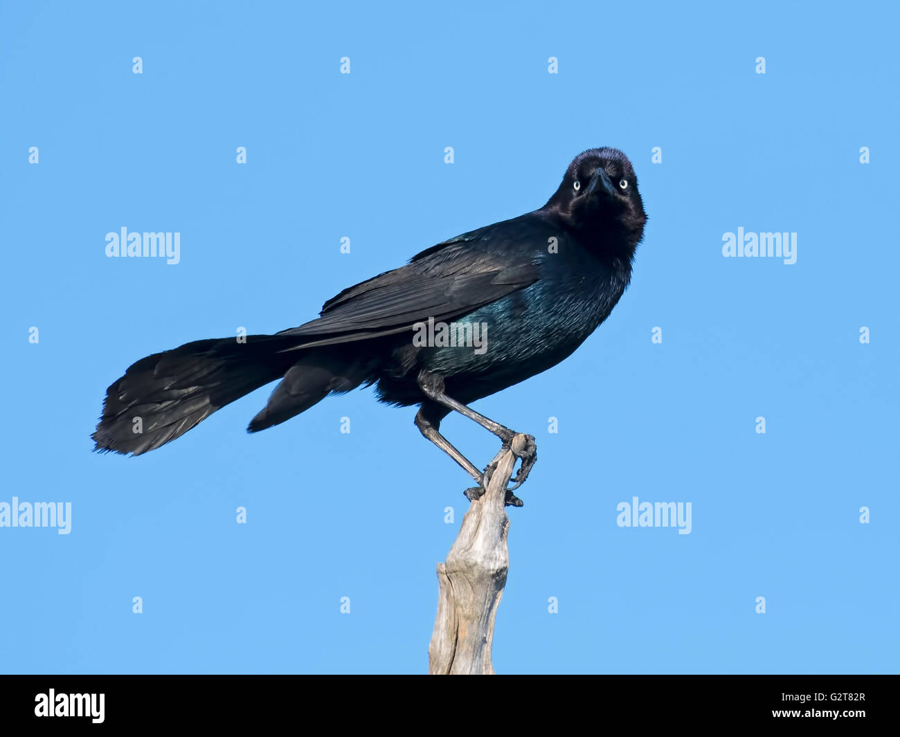 Boot-angebundene Grackle Blick in die Kamera Stockfoto