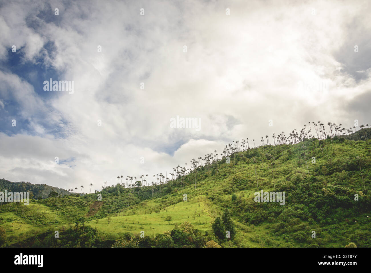 Hügeln und hohen Palmen im Cocora-Tal in der Nähe von Salento, Kolumbien Stockfoto